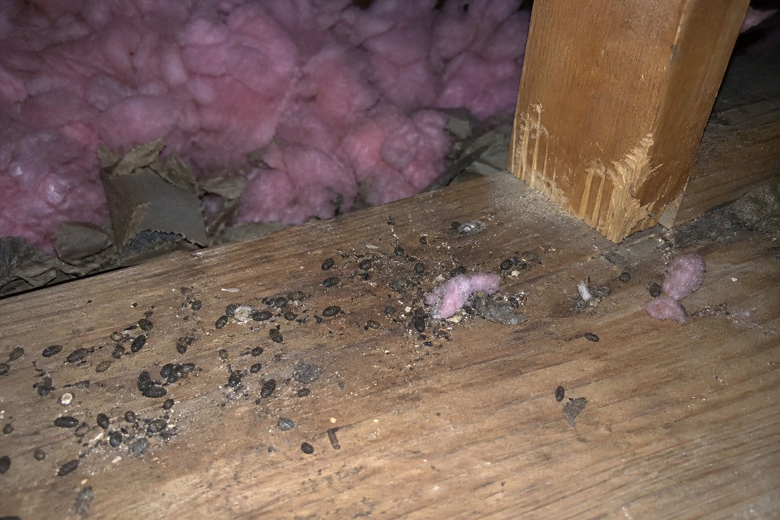 Mouse droppings and gnaw marks found in an attic